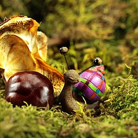 Buy canvas prints of Snail Tilly in the autumn Moss  by Dagmar Giers