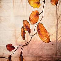 Buy canvas prints of Autumn melody  by Dagmar Giers