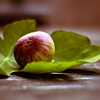 Buy canvas prints of Fig on sheet by Dagmar Giers