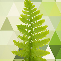 Buy canvas prints of Noble fern  by Dagmar Giers