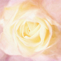 Buy canvas prints of white rose by Dagmar Giers