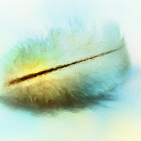 Buy canvas prints of Angel feather  by Dagmar Giers