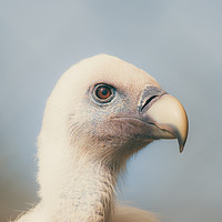 Buy canvas prints of goose vulture  by Dagmar Giers