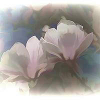 Buy canvas prints of Soft Magnolia by Lynn Carter