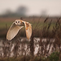 Buy canvas prints of Barn Owl in Flight by Simon Gledhill