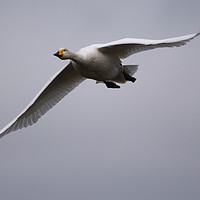 Buy canvas prints of Whooper Swan in Flight by Simon Gledhill