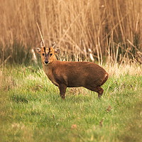 Buy canvas prints of Muntjac Deer by Simon Gledhill