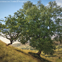 Buy canvas prints of Great Ridge Trees by Paul Andrews