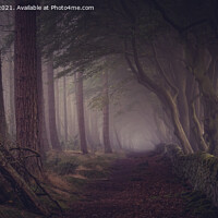 Buy canvas prints of Darwin Forrest by Paul Andrews