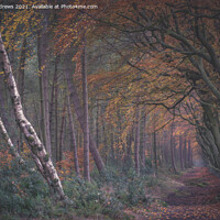 Buy canvas prints of Darwin Forrest by Paul Andrews