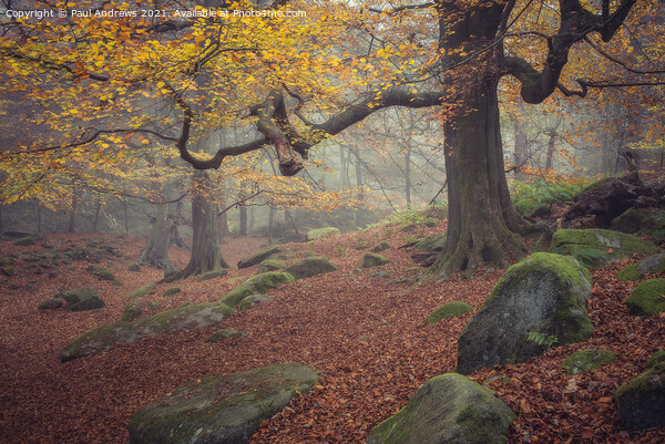 Padley Gorge Picture Board by Paul Andrews