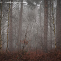 Buy canvas prints of Sherwood Forest by Paul Andrews