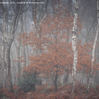 Buy canvas prints of Sherwood Mist by Paul Andrews