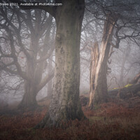 Buy canvas prints of Misty Woodland by Paul Andrews