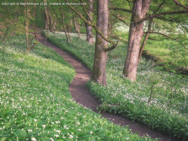 Wild Garlic Woods Picture Board by Paul Andrews