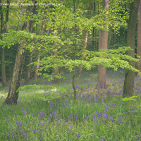 Buy canvas prints of bluebell Wood by Paul Andrews