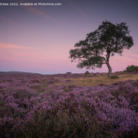 Buy canvas prints of Lawrence Field Tree by Paul Andrews