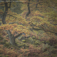 Buy canvas prints of Padley Gorge by Paul Andrews