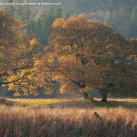 Buy canvas prints of Brathay Gold by Paul Andrews