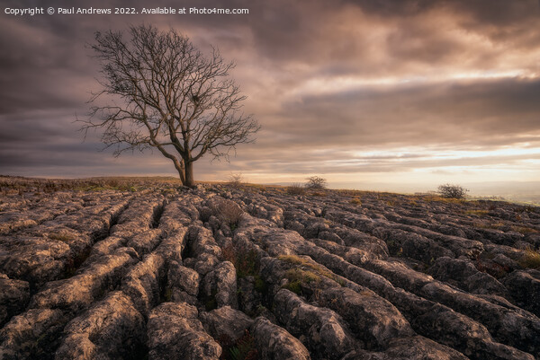 Malham Tree Picture Board by Paul Andrews