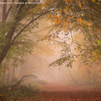 Buy canvas prints of Whitwell woods by Paul Andrews