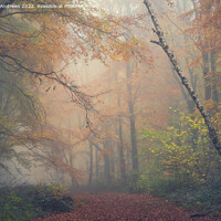Buy canvas prints of Whitwell Woods by Paul Andrews