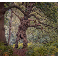 Buy canvas prints of Mr Groot by Paul Andrews