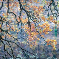 Buy canvas prints of Autumn Gold by Paul Andrews