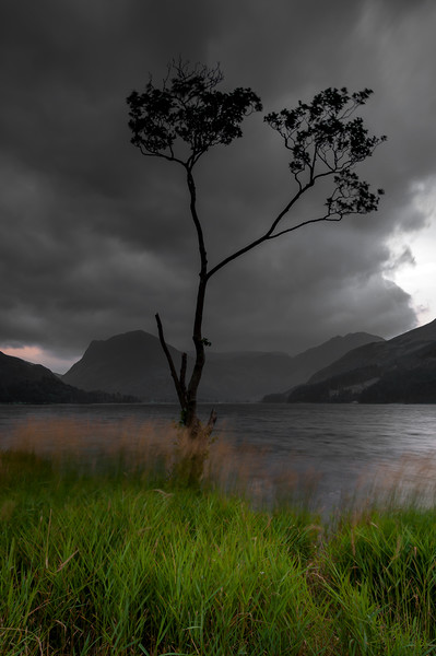 Buttermere Tree Picture Board by Paul Andrews
