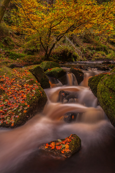 Autumn in Wyming Brook  Picture Board by Paul Andrews