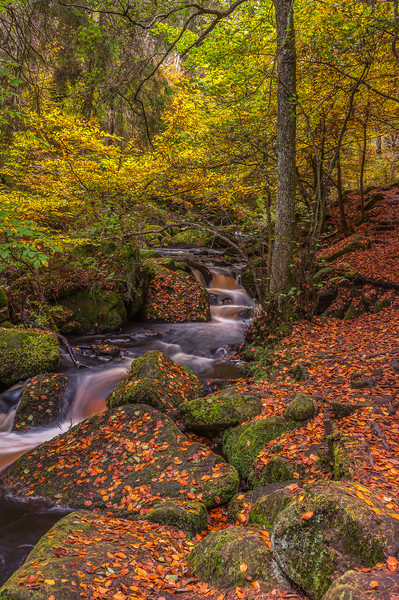Autumn in Wyming Brook 2 Picture Board by Paul Andrews