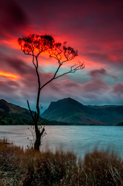 'Lone Tree' Buttermere Sunrise Picture Board by Paul Andrews