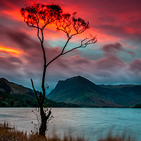 Buy canvas prints of 'Lone Tree' Buttermere Sunrise by Paul Andrews