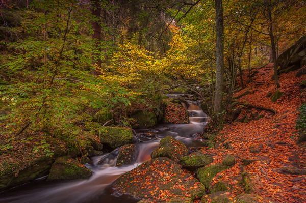 Autumn in Wyming Brook  Picture Board by Paul Andrews
