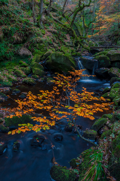 Autumn in Padley Gorge  Picture Board by Paul Andrews