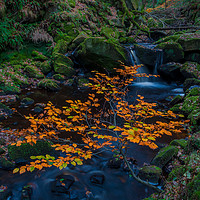 Buy canvas prints of Autumn in Padley Gorge  by Paul Andrews