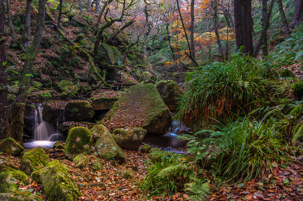 Autumn in Padley Gorge   Picture Board by Paul Andrews
