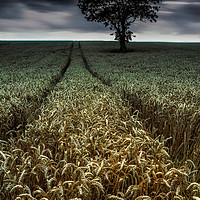 Buy canvas prints of The Wheatfield by Paul Andrews