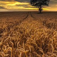 Buy canvas prints of Harvest Time by Paul Andrews