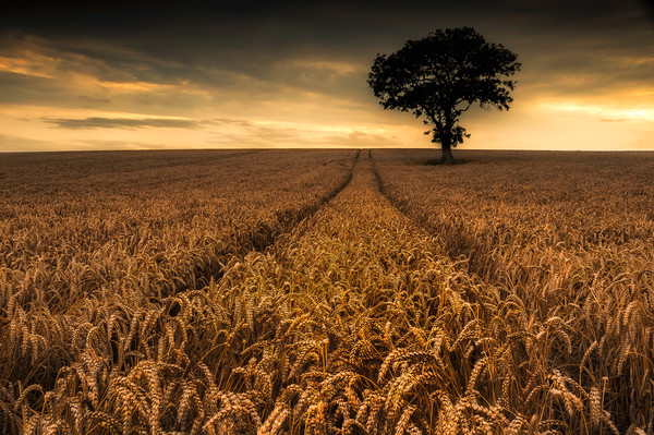 The Wheatfield Picture Board by Paul Andrews