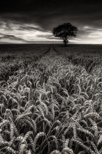 The Wheatfield Picture Board by Paul Andrews