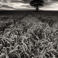 Buy canvas prints of The Wheatfield by Paul Andrews