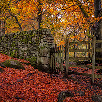 Buy canvas prints of Autumn Gold at Padley Gorge by Paul Andrews