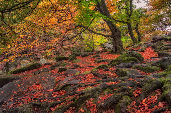 Autumn Colours in Padley Gorge Picture Board by Paul Andrews