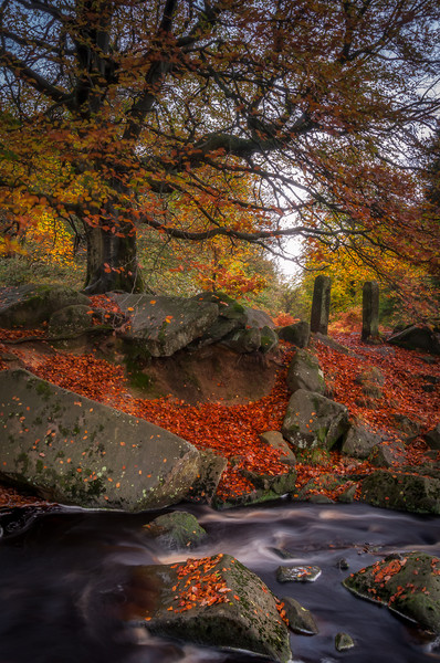Autumn in Padley Gorge Picture Board by Paul Andrews