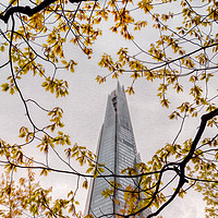 Buy canvas prints of Looking for the Shard by Paul Andrews