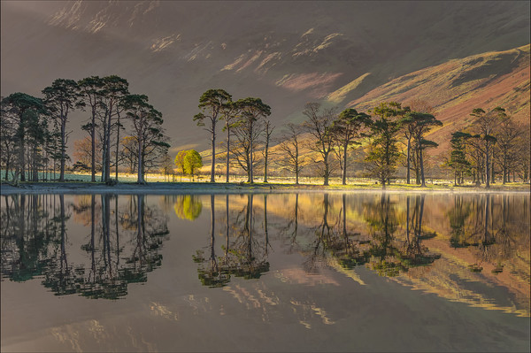 Buttermere Pines #2 Picture Board by Paul Andrews