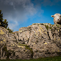 Buy canvas prints of Herdy's by Paul Andrews