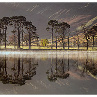 Buy canvas prints of Buttermere Pines by Paul Andrews