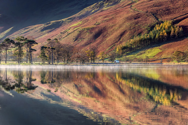 The Buttermere Pines Picture Board by Paul Andrews
